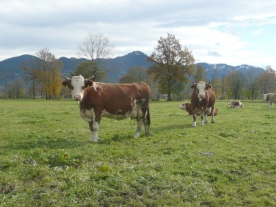 Holiday house The special farm house - Environment photo 16