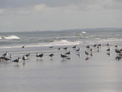 Holiday house 4 Sterne Ferienhaus in Blokhus-By Traum - Outdoor photo 15