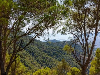 Holiday house Andalusian farmhouse for workshops, retreats or events - Environment photo 34