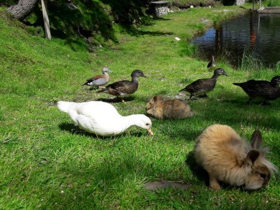 Holiday room Alpenromantik-Suite Piz Buin, Dusche und Bad, WC - Outdoor photo 36