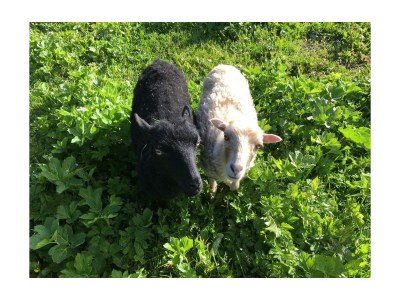 Holiday room Alpenromantik-Suite Piz Buin, Dusche und Bad, WC - Outdoor photo 39