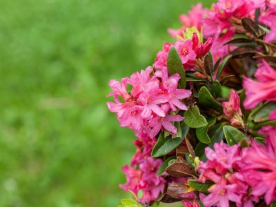 Apartment FW III-Apartment/1 Schlafraum/Dusche, WC - Outdoor photo 2