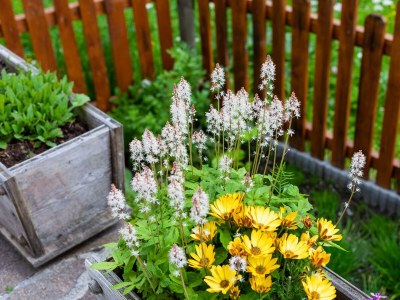 Apartment FW III-Apartment/1 Schlafraum/Dusche, WC - Outdoor photo 7