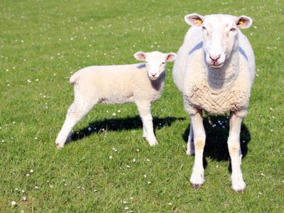 Holiday house Wellness Huus - Environment photo 18