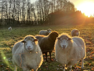 Holiday house Landhaus Dittrich - Environment photo 22
