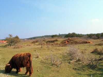 Holiday house Holiday Home in Bergen near Forests - Environment photo 29