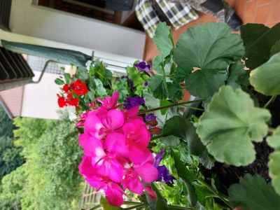 Apartment Appartement/Fewo, Dusche und Bad, WC, Nichtraucher - Outdoor photo 21