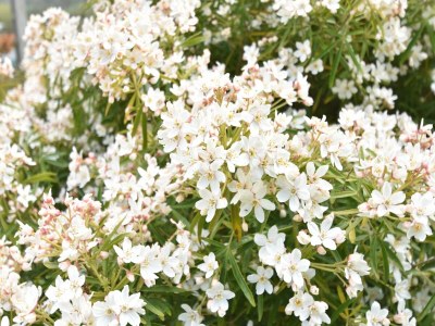 Holiday house Family Stay in Normandy - Outdoor photo 40