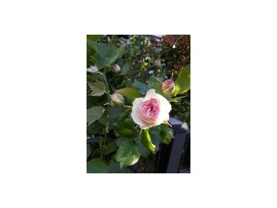 Apartment Appartement/Fewo, Dusche und Badewanne, ruhig - Outdoor photo 62