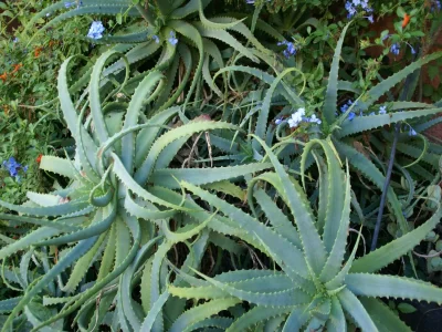 Villa Villa in Poggio-Mezzana am Strand - Outdoor photo 36