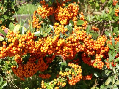 Holiday house Villa in Poggio-Mezzana near the Sea - Outdoor photo 38