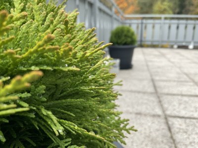 Apartment Tannenzäpfle 1 - Features photo 64