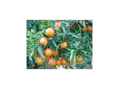 Villa Apartment in Corsica near Beaches - Outdoor photo 40