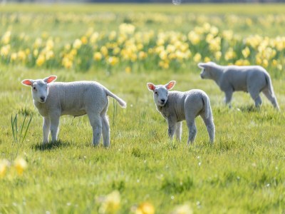 Holiday park Natur-Retreat mit Stil - Environment photo 18