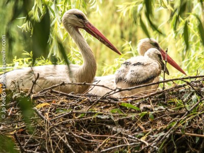 Holiday apartment The Fox & Grapes - Environment photo 19