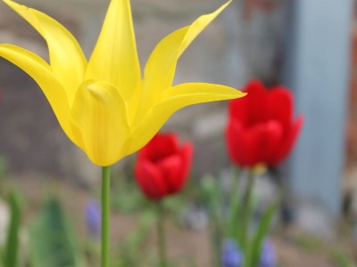 Bungalow Ruhiger Bungalow in Alt Bukow - Outdoor photo 39