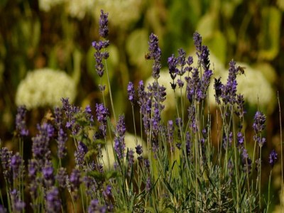 Apartment Kleine Ferienwohnung in Steffenshagen mit Garten - Environment photo 32