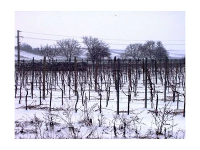 Apartment FEWO 1 Weinknospe in Gols - Apartment