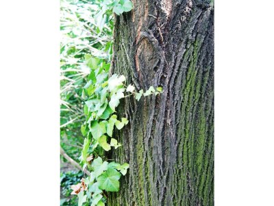 Apartment FEWO 1 Weinknospe - Outdoor photo 7