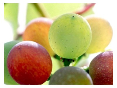 Apartment FEWO 2 Weinblüte - Outdoor photo 17