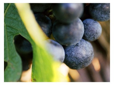 Apartment FEWO 2 Weinblüte - Outdoor photo 18