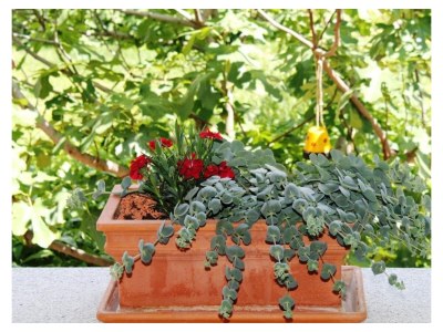 Apartment FEWO 2 Weinblüte - Outdoor photo 21