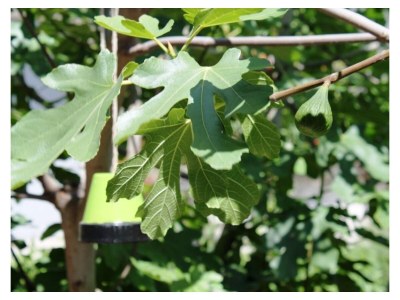 Apartment FEWO 3 Weinranke - Outdoor photo 14