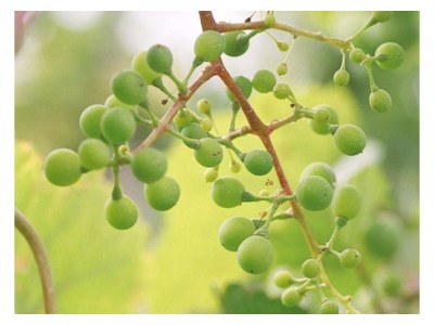 Apartment FEWO 3 Weinranke - Outdoor photo 16