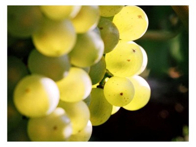 Apartment FEWO 3 Weinranke - Outdoor photo 19