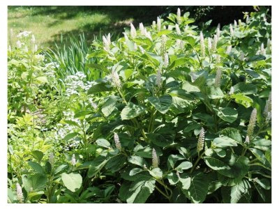 Apartment FEWO 3 Weinranke - Outdoor photo 24