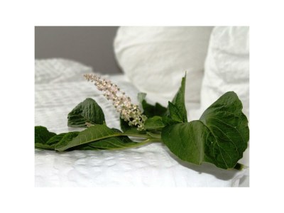 Apartment FEWO 3 Weinranke - Features photo 31