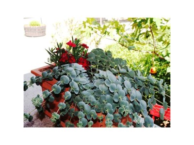 Apartment FEWO 3 Weinranke - Features photo 35