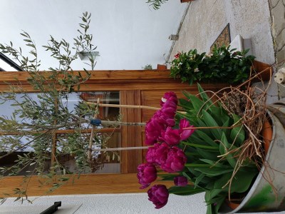 Apartment Ferienwohnung 1 - Outdoor photo 12