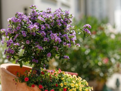 Holiday room Doppelzimmer mit Balkon Seeseite (Zimmer 16) - Outdoor photo 12