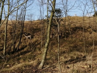 Holiday house Hoogerwerf 42 - Environment photo 30