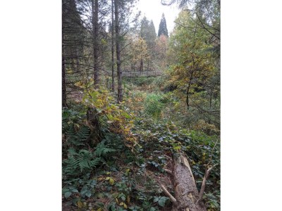 Holiday apartment Apartment Weltwald Harz I - Environment photo 22