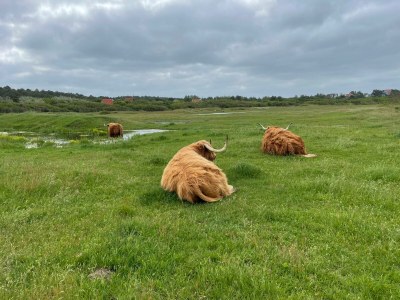 Villa Zeeweg - Environment photo 22