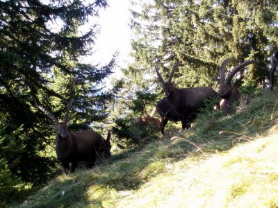 Holiday apartment Hinterdannerhof Schönbergblick - Environment photo 17