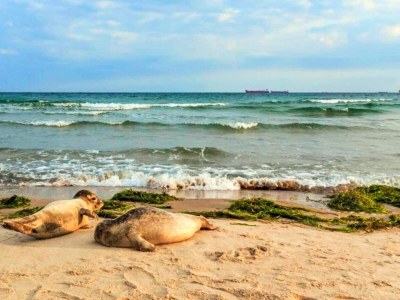 Holiday house 5 Sterne Ferienhaus in Skagen-By Traum - Outdoor photo 5