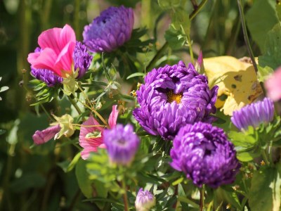Apartment Ferienwohnung mit Garten in Zweedorf - Outdoor photo 38