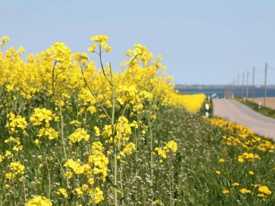 Apartment Klütz Garden Apartment - Environment photo 22