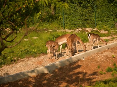 Villa Villa Ivana Jesenovik - Environment photo 37