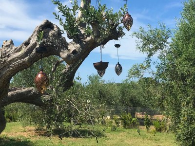 Villa Villa Bibbona con piscina - Environment photo 40