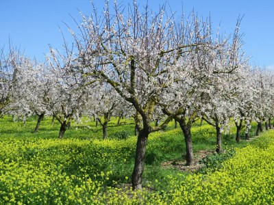 Cottage La Maritja - Environment photo 48