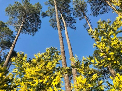 Holiday house Vieux-Boucau Atlantic coast - Environment photo 24