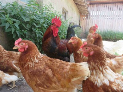 Apartment Appartement/Fewo, Dusche oder Bad, 2 Schlafräume - Outdoor photo 16