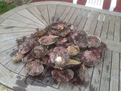 Holiday house Located between Paimpol and BrÃ©hat, by the sea - Environment photo 31