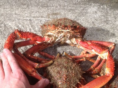 Holiday house Located between Paimpol and BrÃ©hat, by the sea - Environment photo 32
