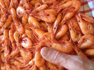 Holiday house Located between Paimpol and BrÃ©hat, by the sea - Environment photo 33