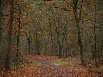 Holiday house Chalet in Voorthuizen bei Veluwe - Environment photo 26
